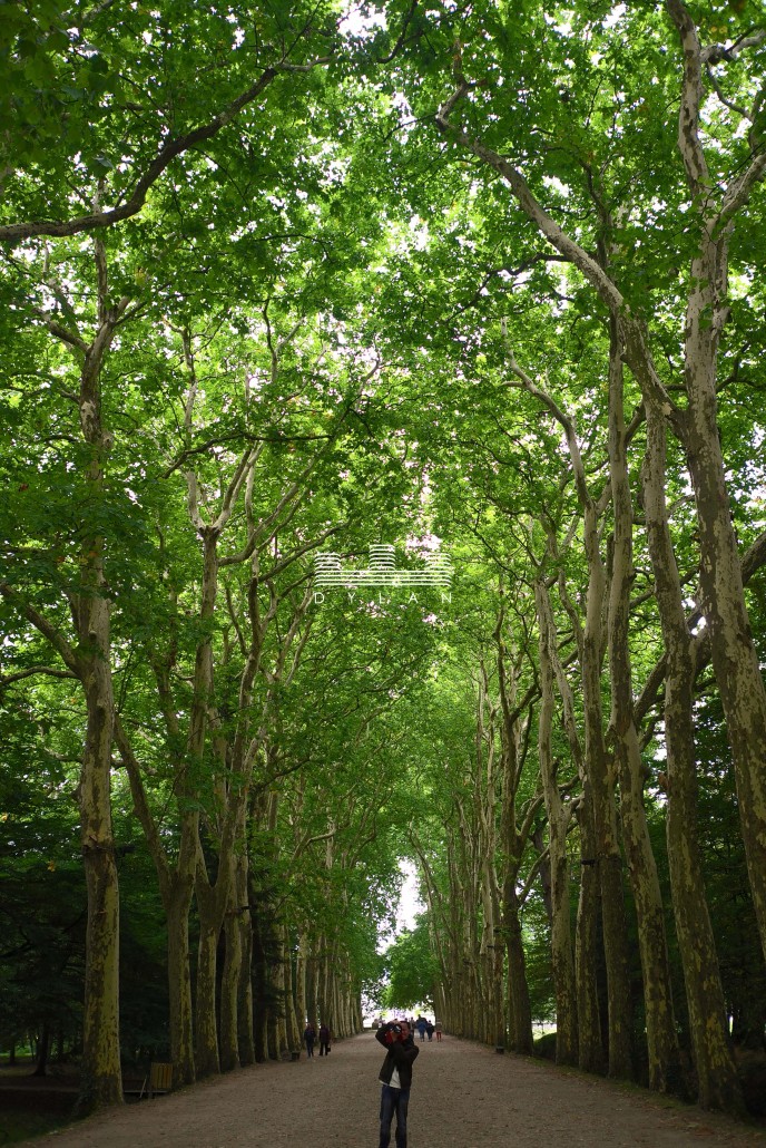 Channonceau - tree lined path 2