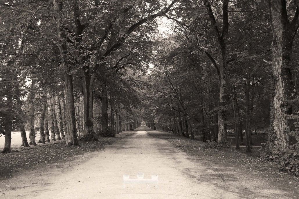 Channonceau - tree lined path