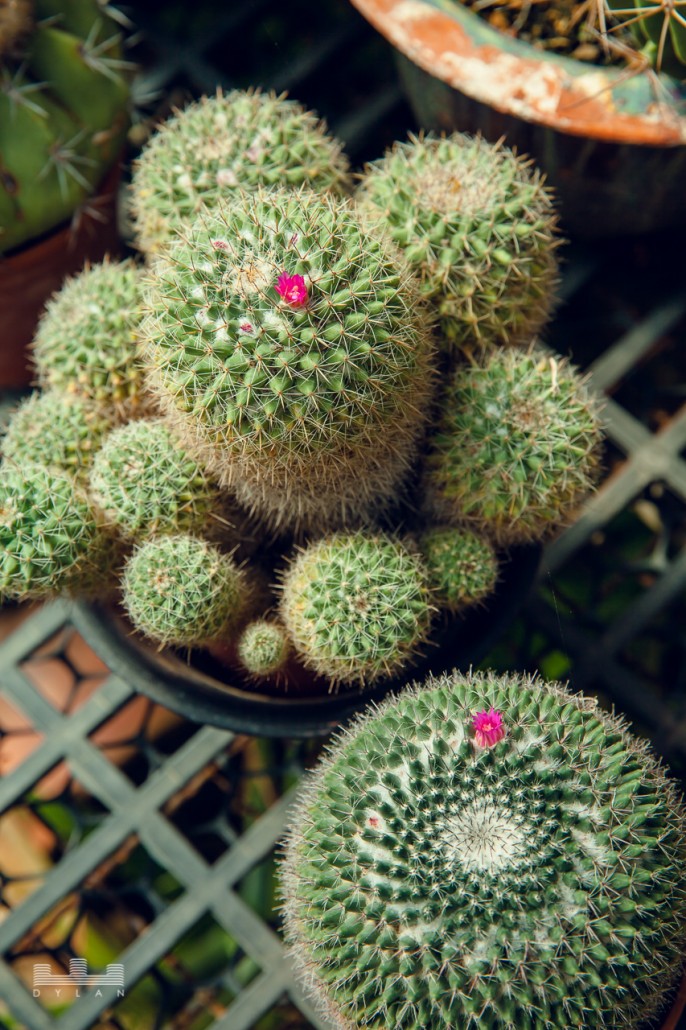 cactus-29