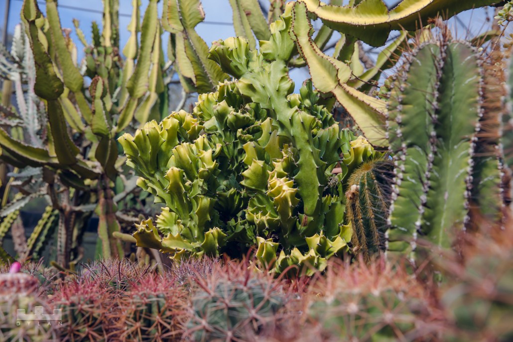 cactus-5