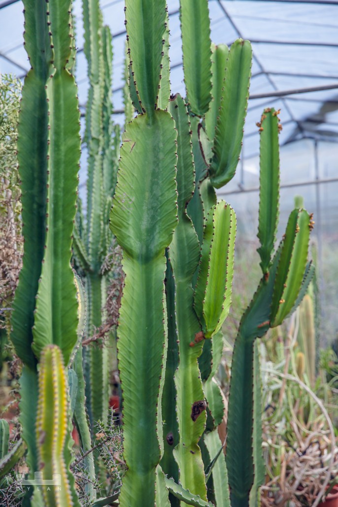cactus-8